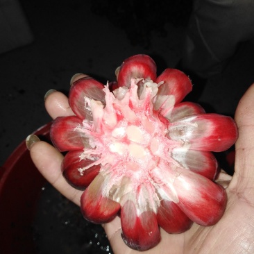 黑老虎果