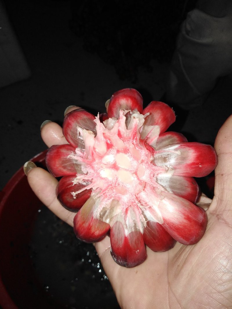 黑老虎果