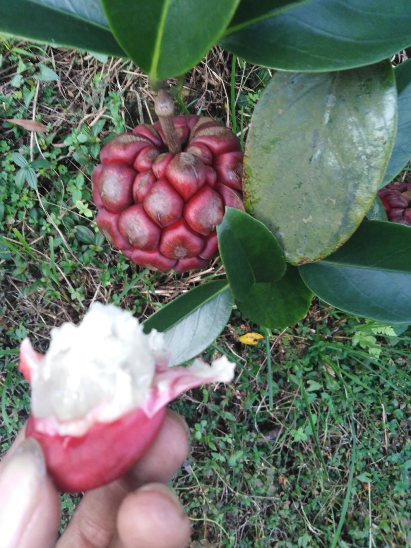 黑老虎果