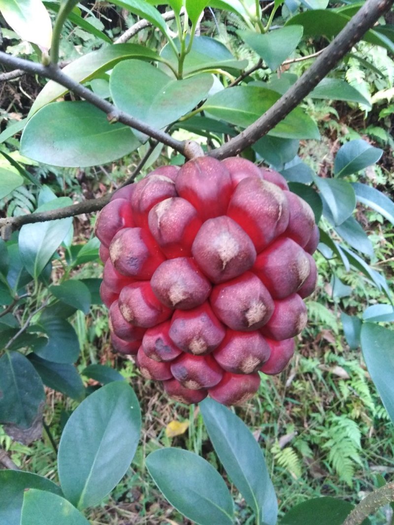 黑老虎果