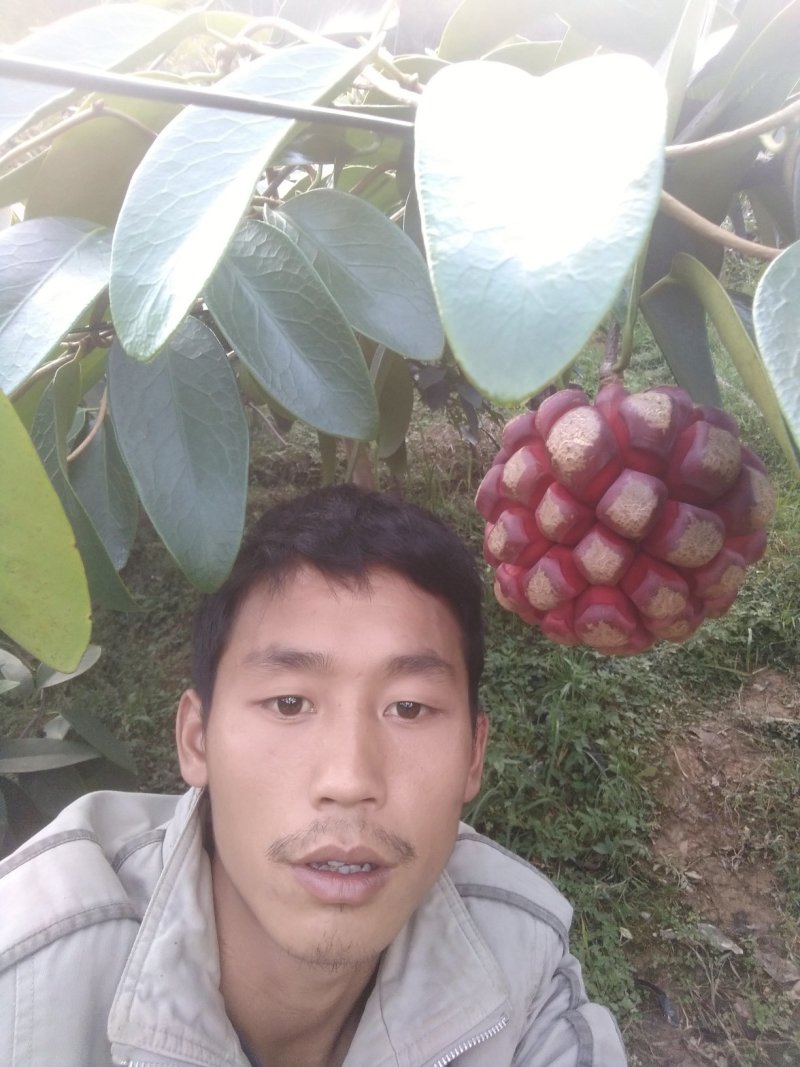 黑老虎果