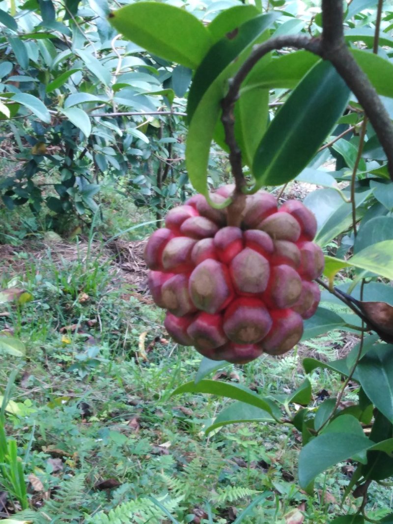 黑老虎果