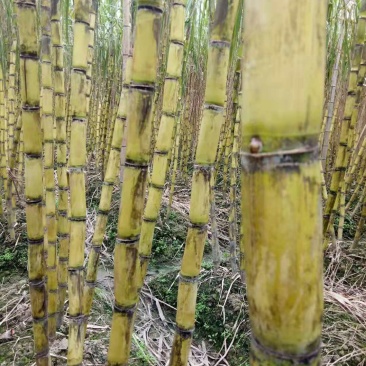 黄皮甘蔗正甜