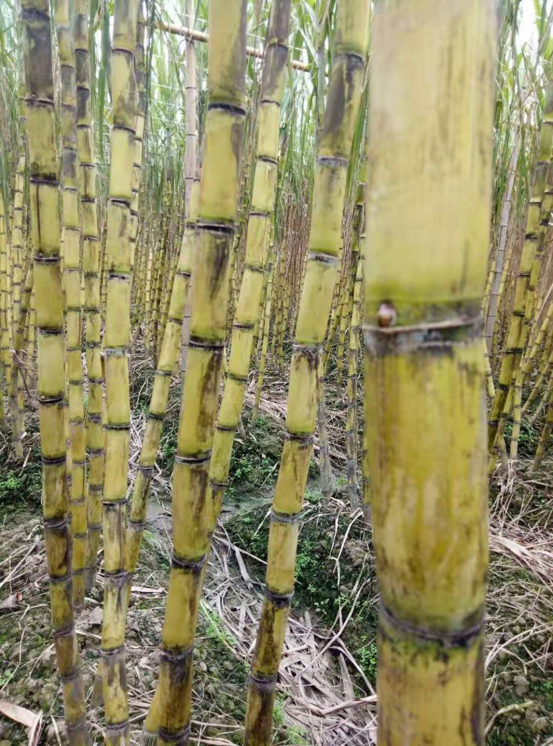 黄皮甘蔗正甜