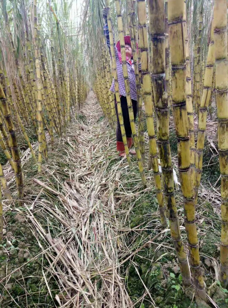 黄皮甘蔗正甜