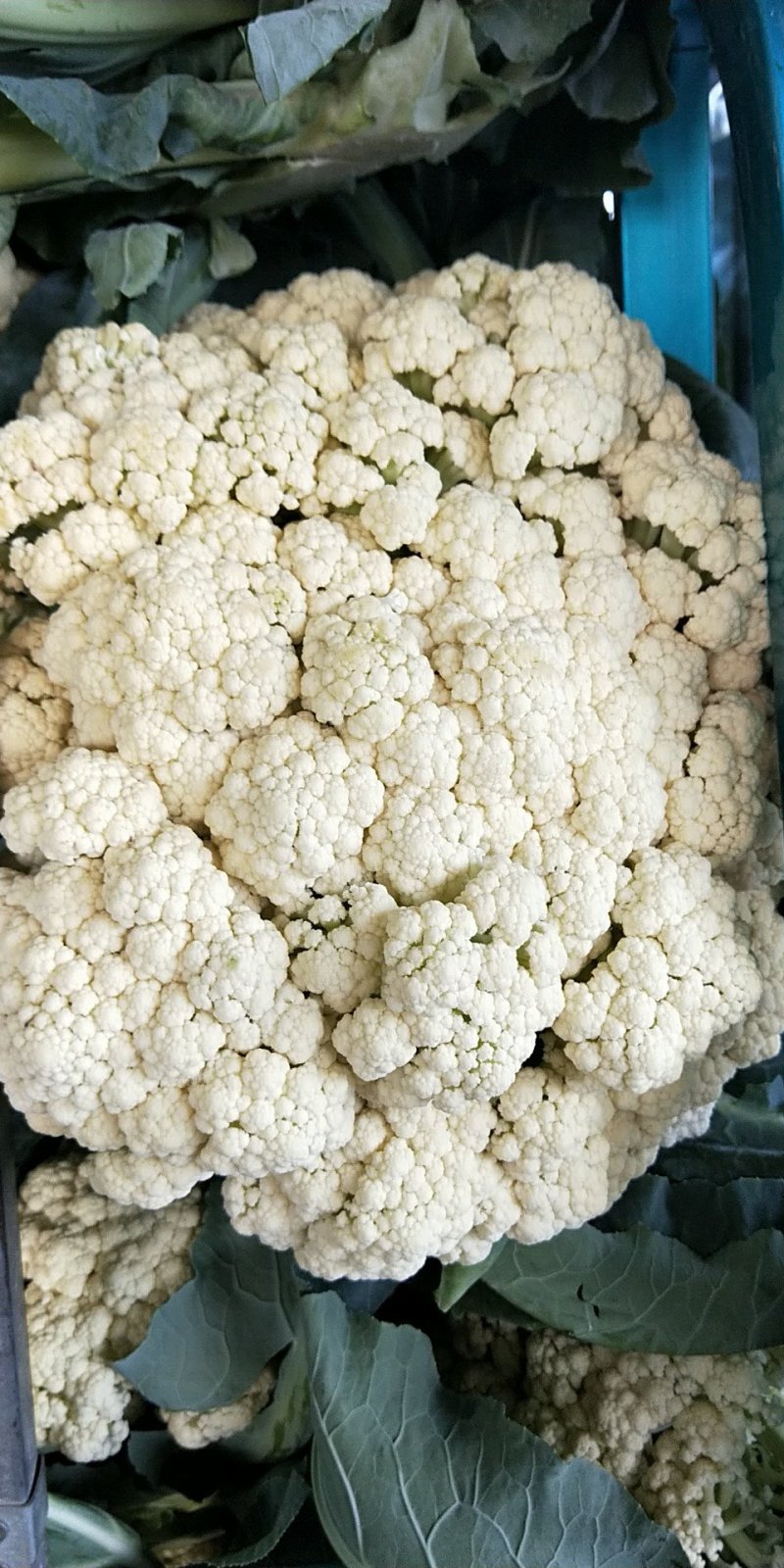 河南省，开封市，通许县，丰贵种植农民专业合作社，有机菜花