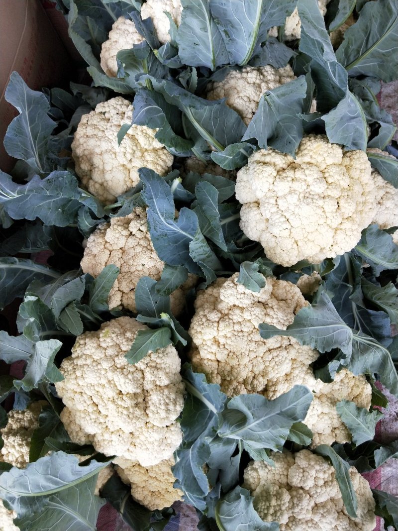 河南省，开封市，通许县，丰贵种植农民专业合作社，有机菜花