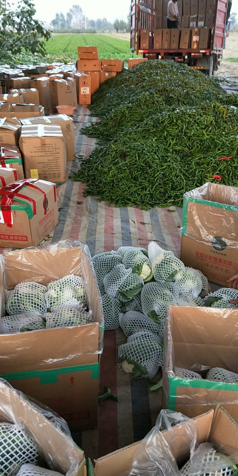 河南省，开封市，通许县，丰贵种植农民专业合作社，有机菜花