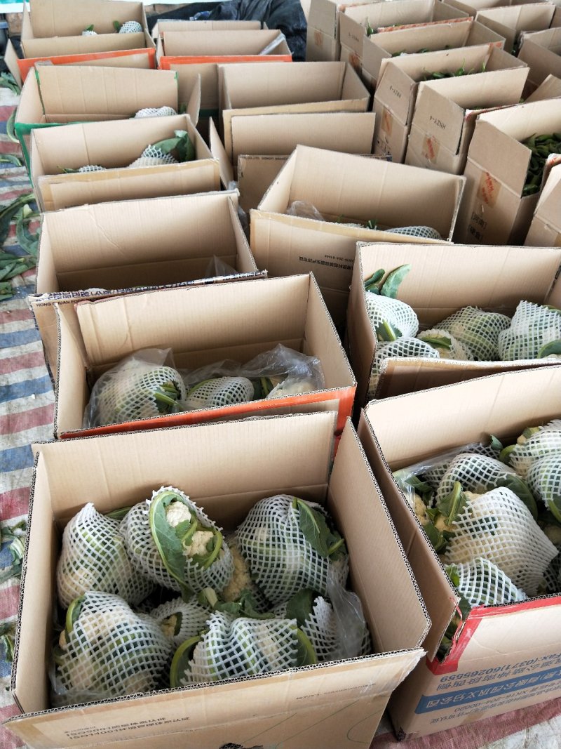 河南省，开封市，通许县，丰贵种植农民专业合作社，有机菜花