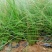 墨西哥羽毛草，细叶针茅，细叶针芒常年供应各种绿化苗木