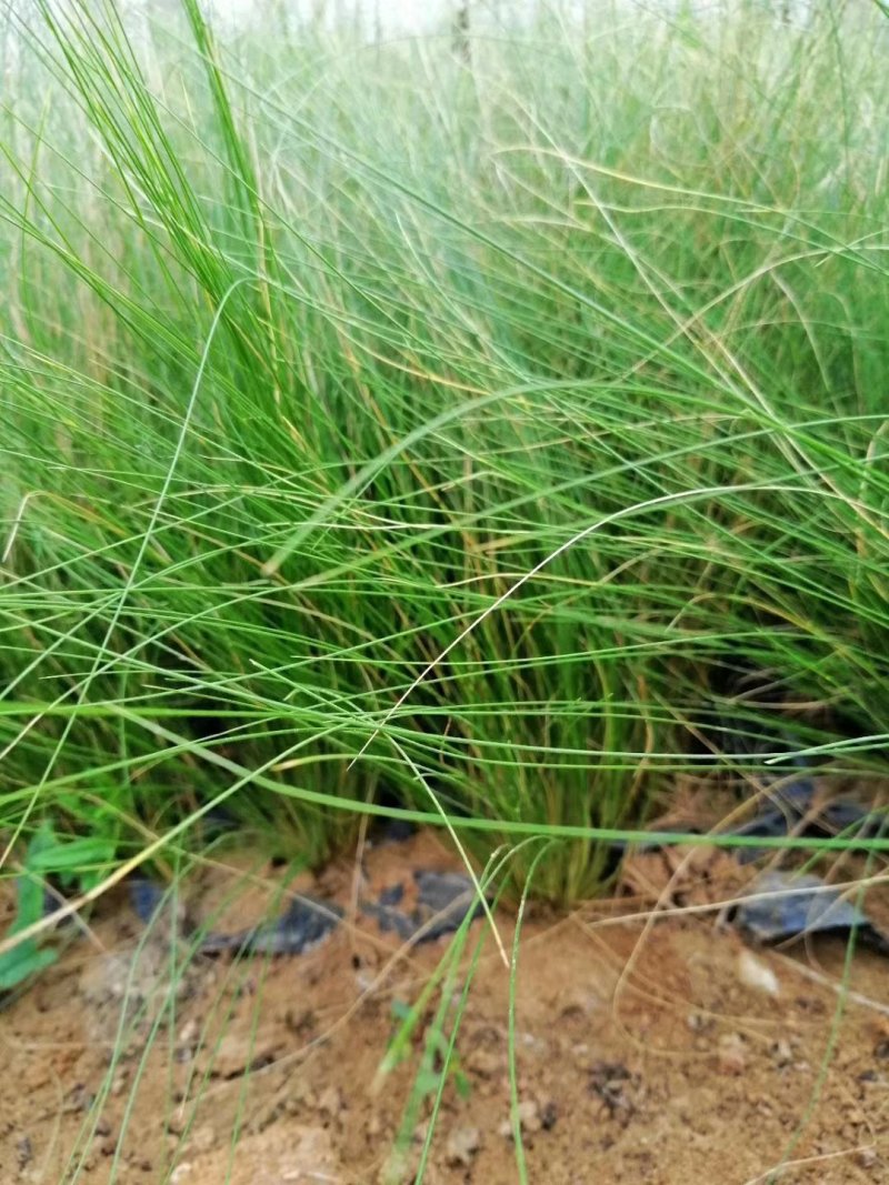 墨西哥羽毛草，细叶针茅，细叶针芒常年供应各种绿化苗木