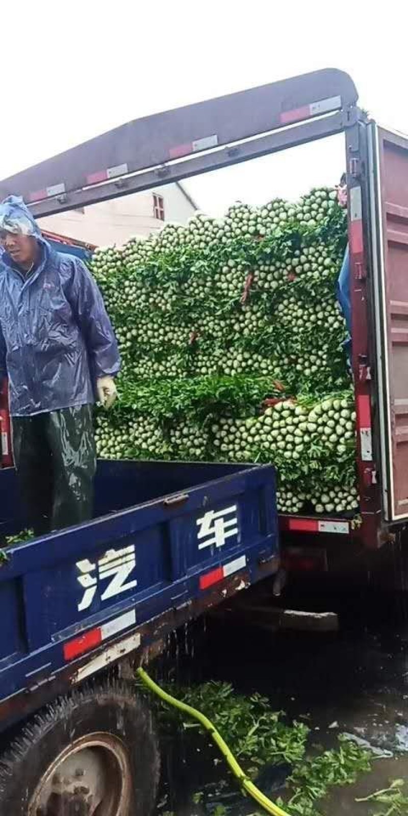 （精品西芹）河北省邯郸市，芹菜大量上市，量大从优欢迎订购