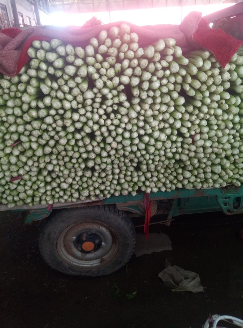 （精品西芹）河北省邯郸市，芹菜大量上市，量大从优欢迎订购