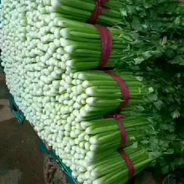 （精品西芹）河北省邯郸市，芹菜大量上市，量大从优欢迎订购