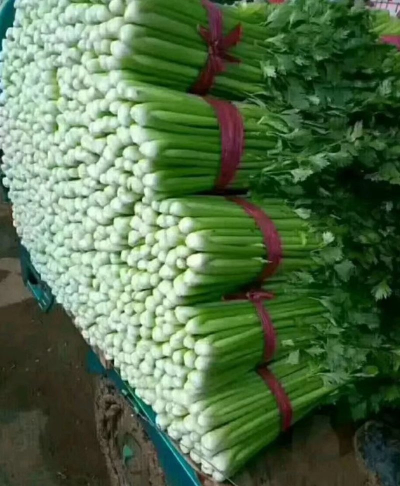 （精品西芹）河北省邯郸市，芹菜大量上市，量大从优欢迎订购