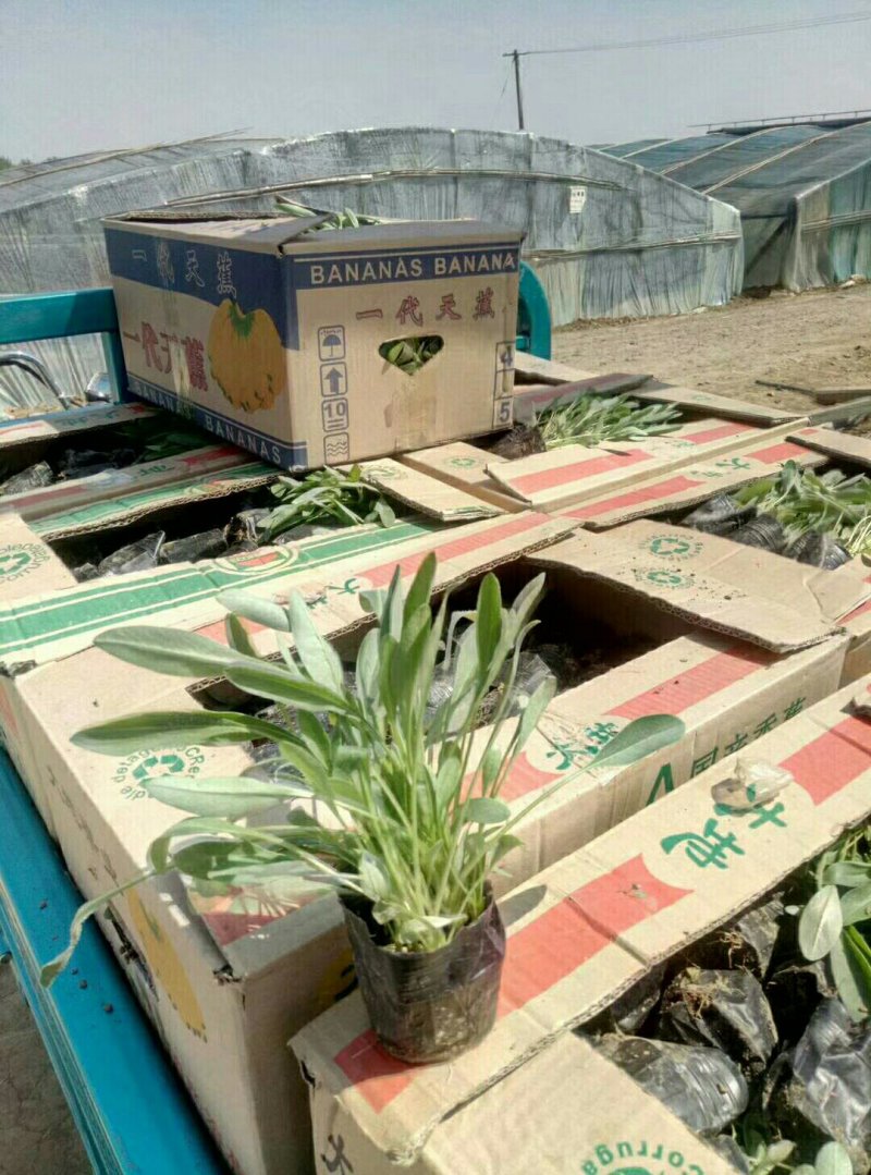 金鸡菊，基地直销，各种绿化苗木齐全。。。