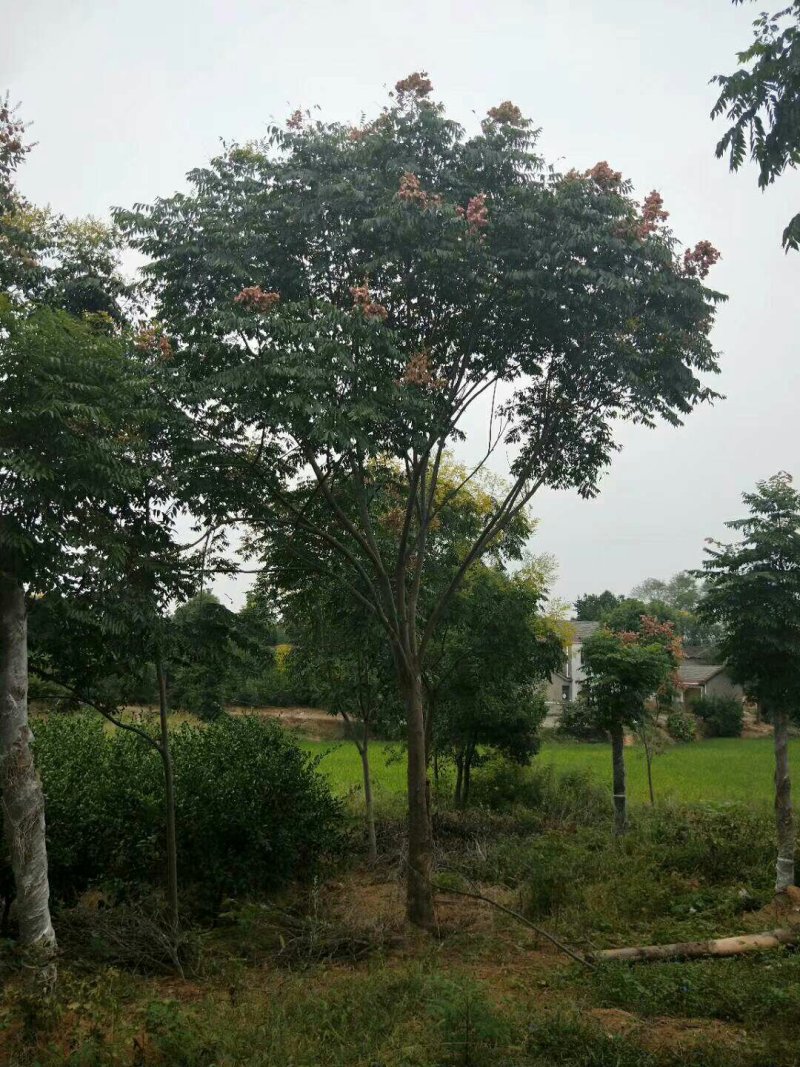 各种规格栾树，非中介