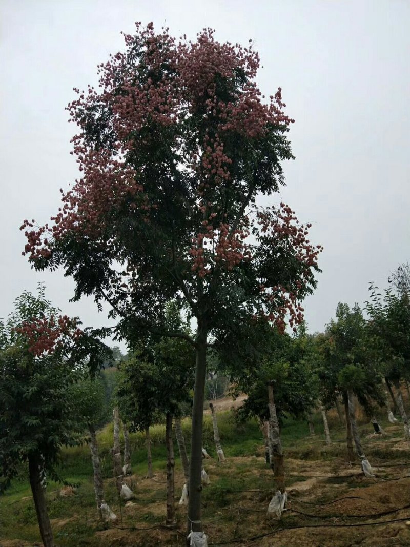 各种规格栾树，非中介