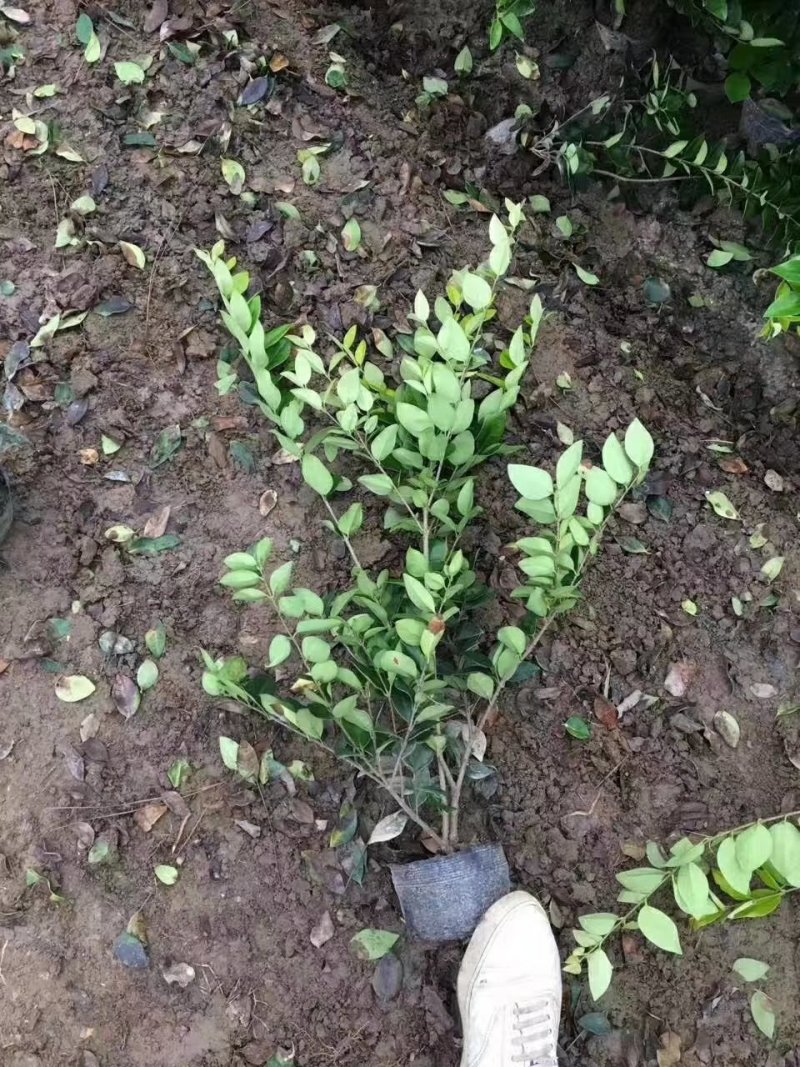 金森女贞，女贞，基地直销，常年供应各种绿化苗木