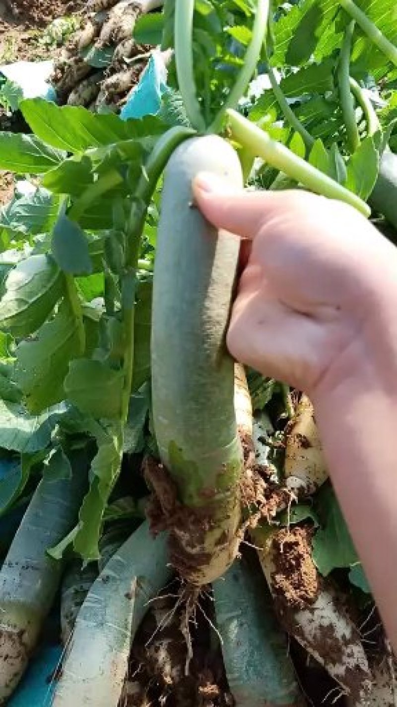 潍县萝卜，“正宗潍县萝卜”固堤特产是走亲访友之选