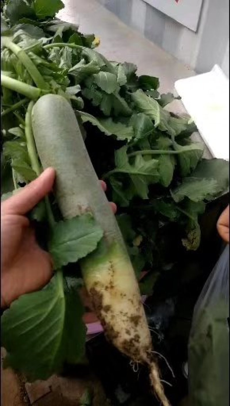 潍县萝卜，“正宗潍县萝卜”固堤特产是走亲访友之选