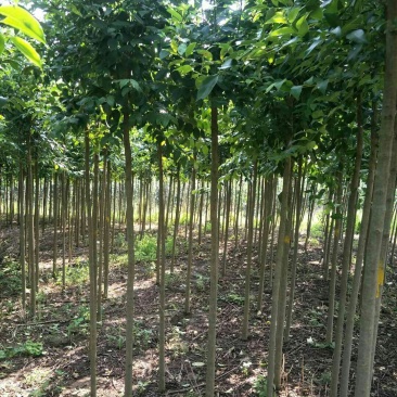 出售各种规格大叶女贞，一级苗，工程苗