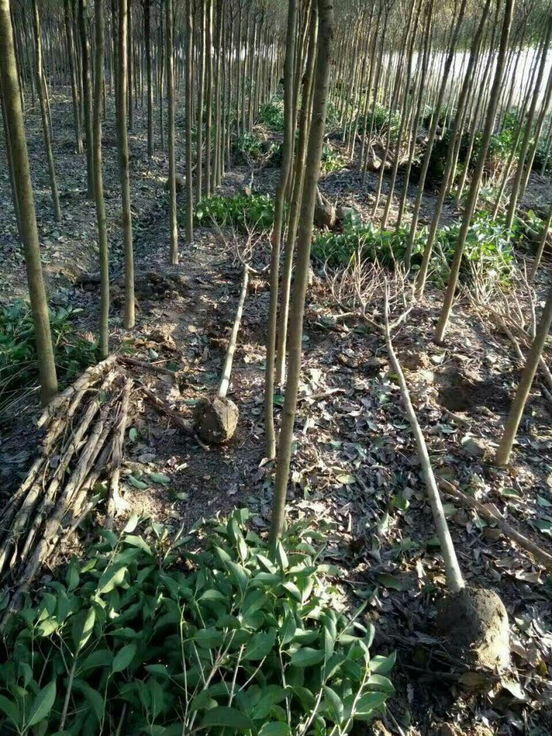 出售各种规格大叶女贞，一级苗，工程苗