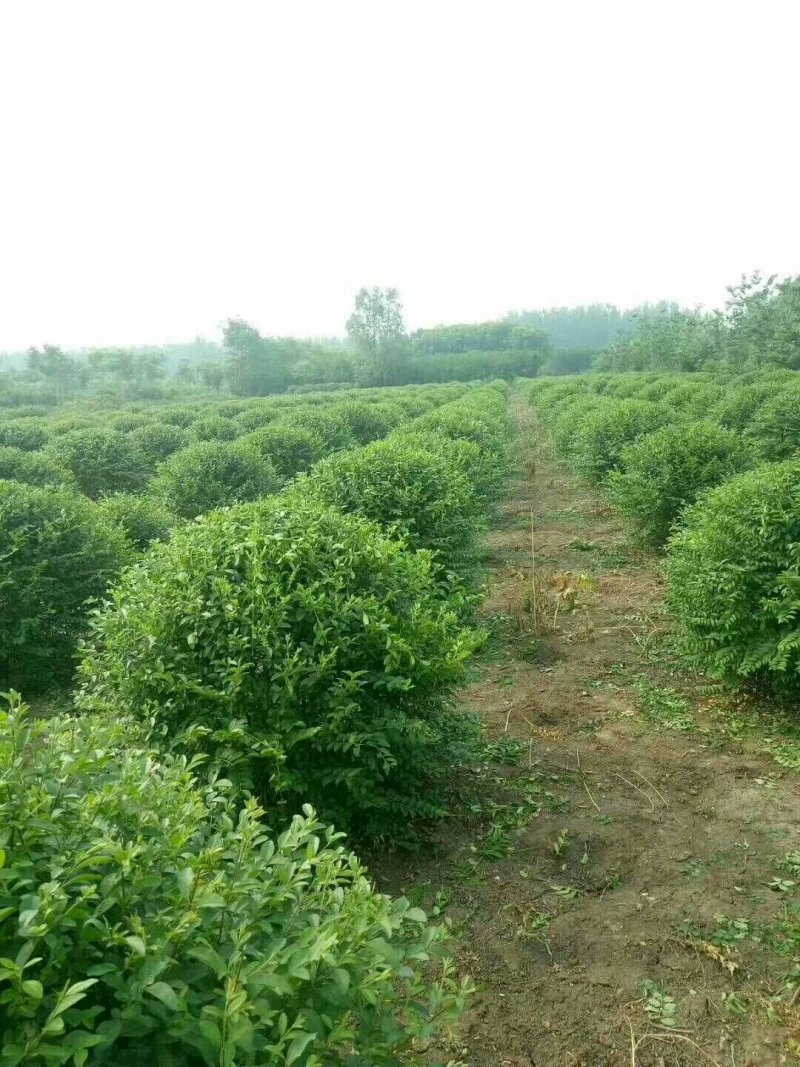 小叶女贞球，本人一手货源，球子绝对