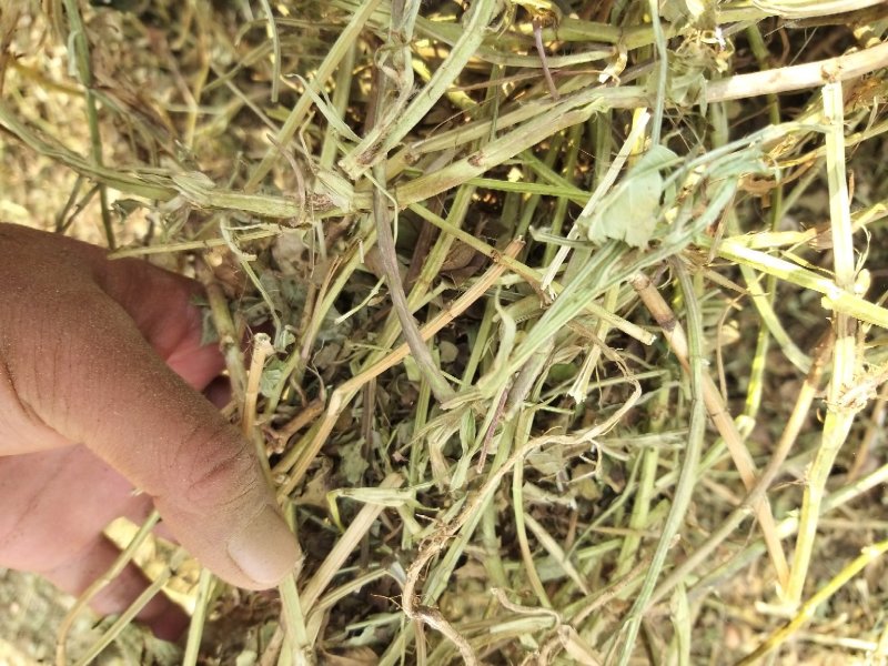 花生秧子，花生秧颗粒饲料，正阳中原草业有限公司