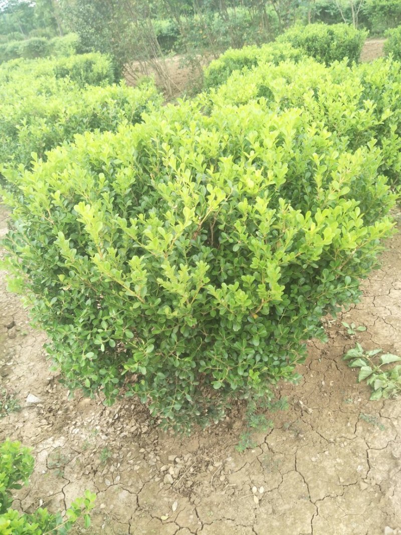 瓜子黄杨球，大叶黄杨球，长年出售，都是精品球