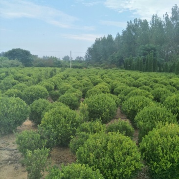 瓜子黄杨球，大叶黄杨球，长年出售，都是精品球
