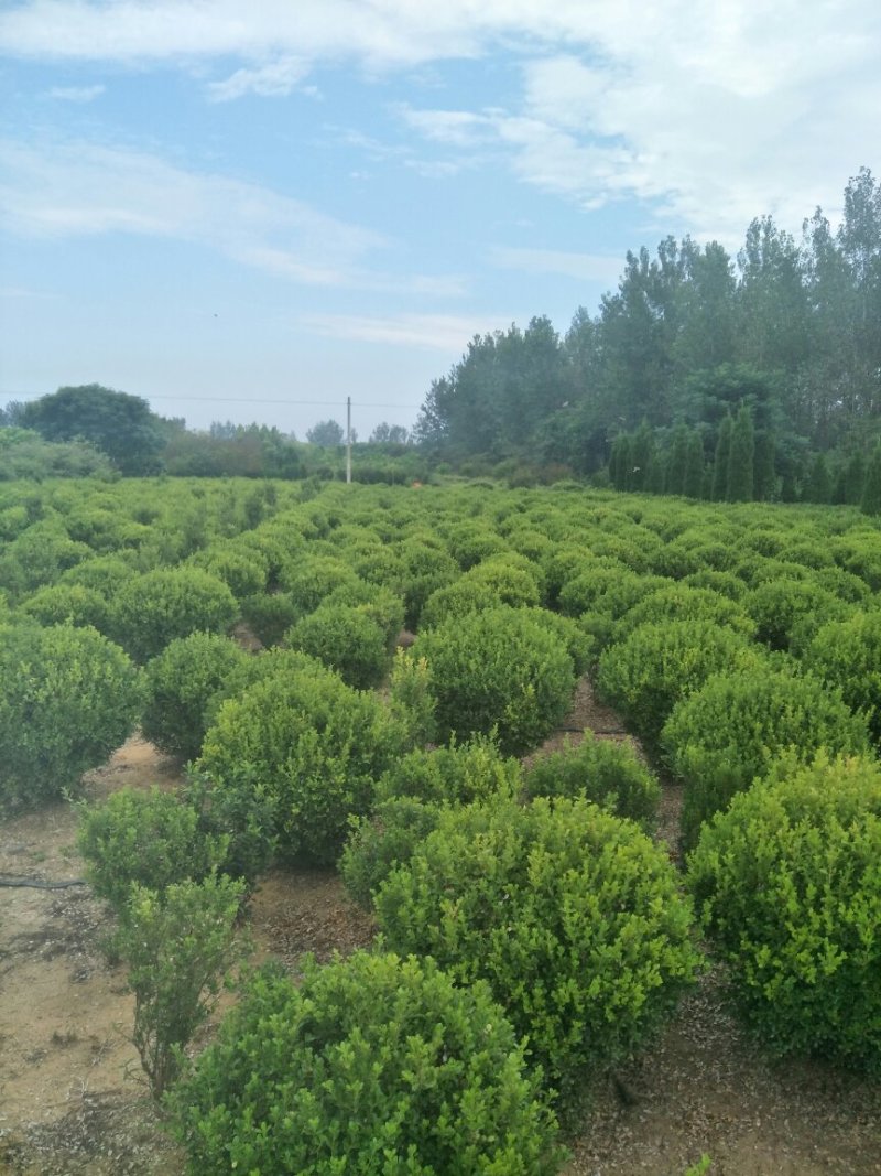 瓜子黄杨球，大叶黄杨球，长年出售，都是精品球