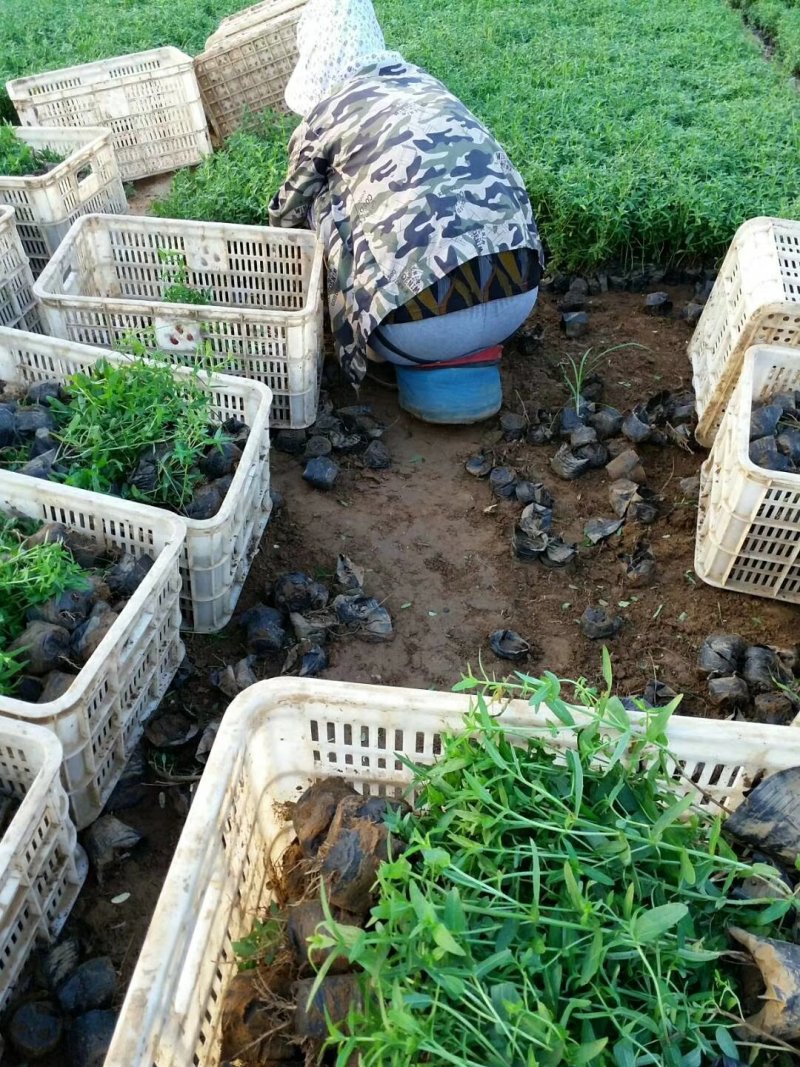千屈菜，基地直销，千曲菜。常年供应各种绿化苗木