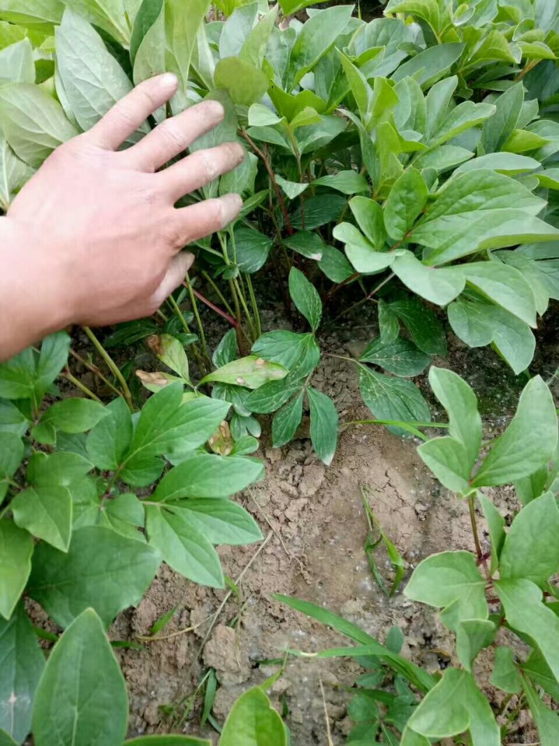 白芍芽苗赤芍1-5年苗。改良品种经济效益高