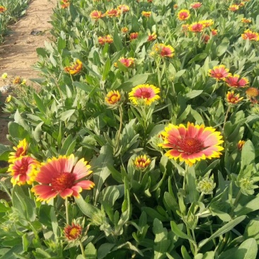 天人菊,基地直销,常年供应常年供应各种绿化