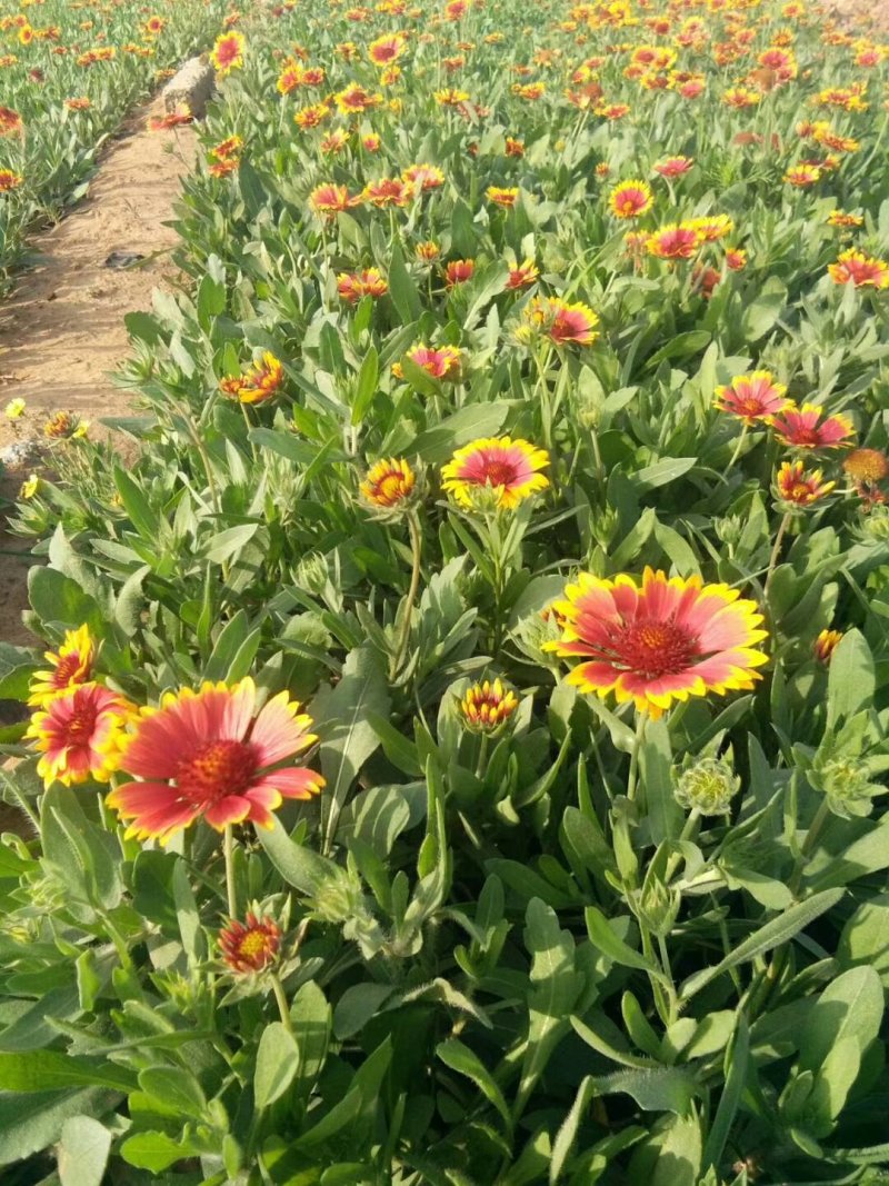 天人菊，基地直销，常年供应常年供应各种绿化