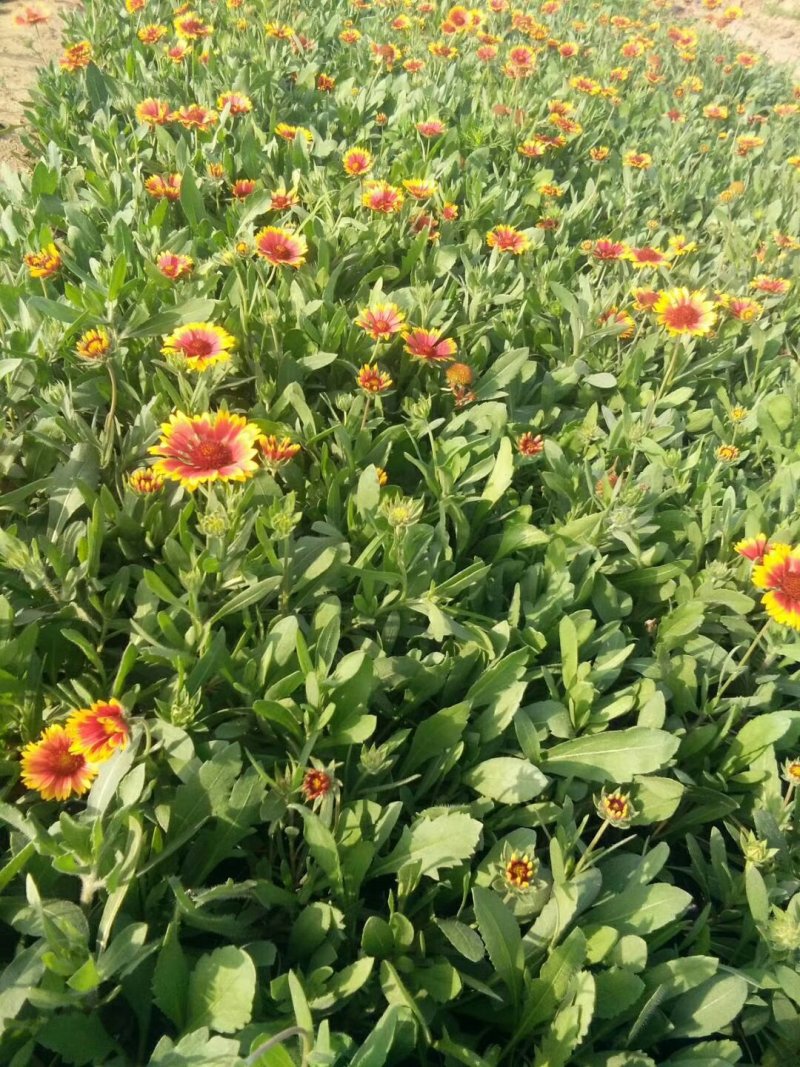 天人菊，基地直销，常年供应常年供应各种绿化