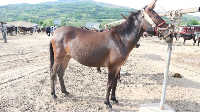 肉骡子（甘肃省陇南市礼县盐官镇骡马市场）