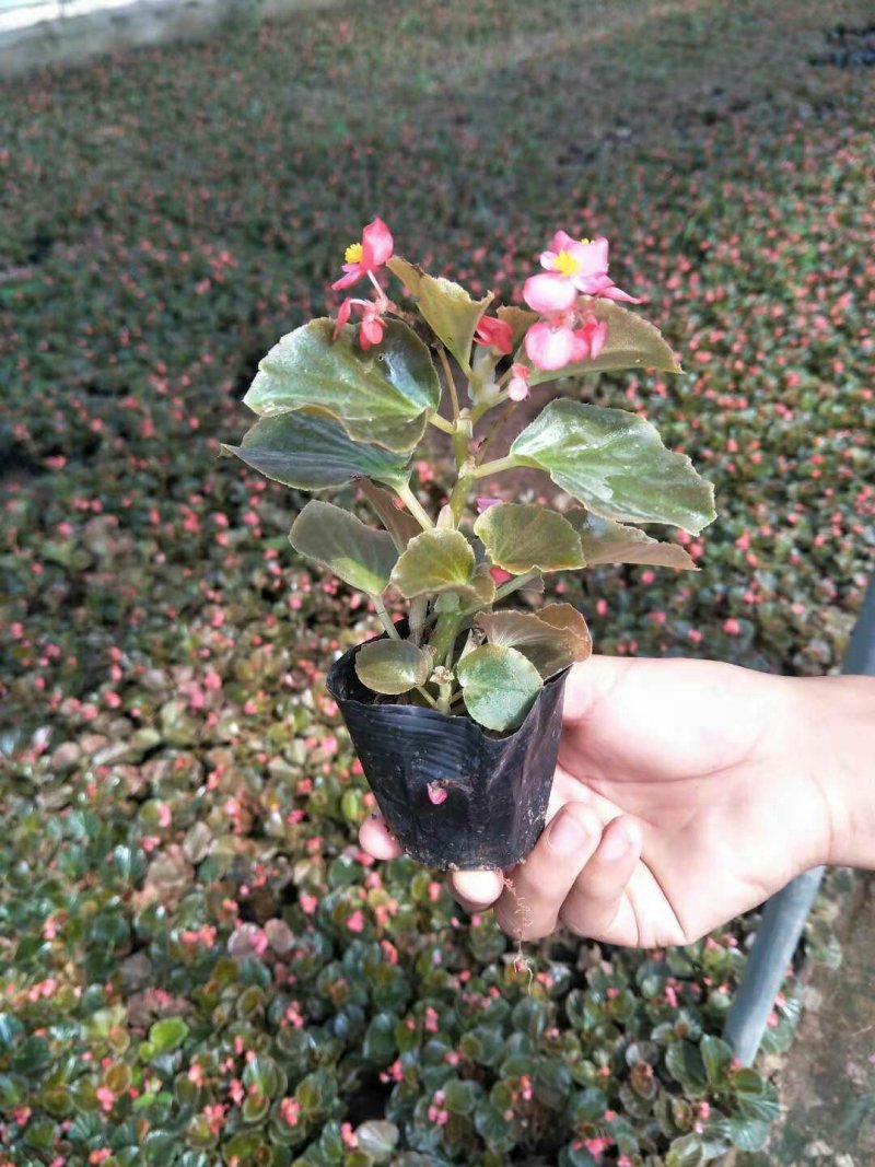 各种规格草花，小杯苗，道路绿化带使用