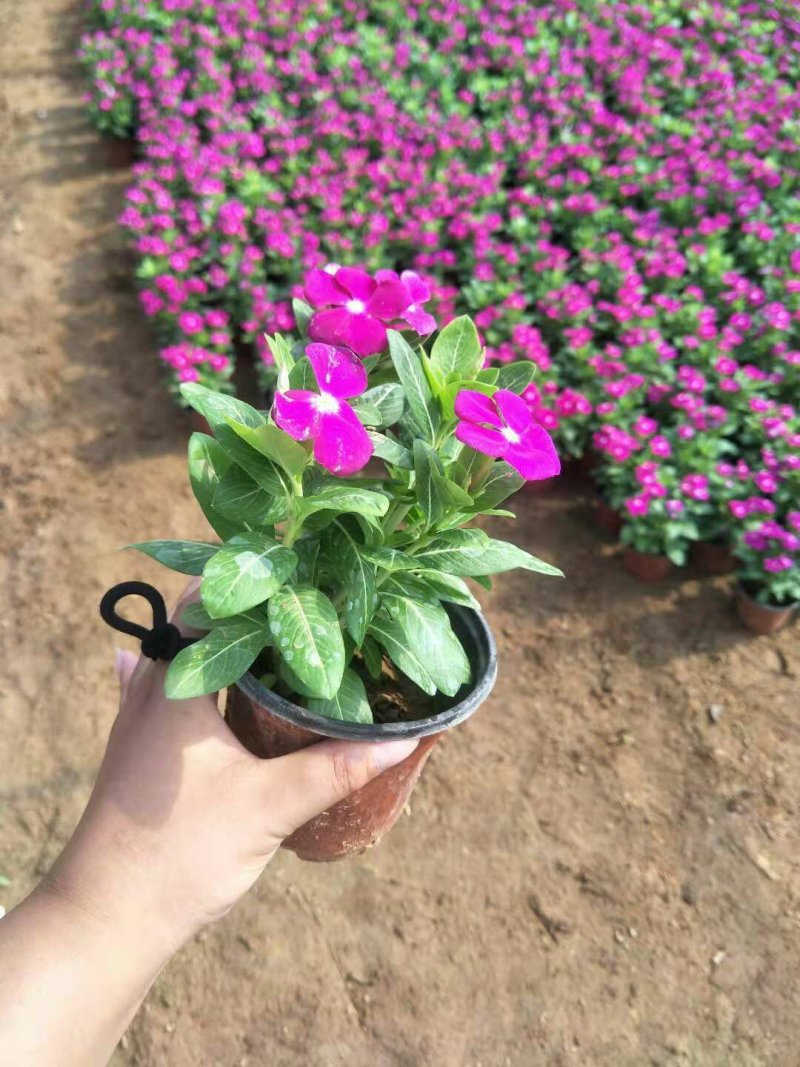 各种规格草花，小杯苗，道路绿化带使用