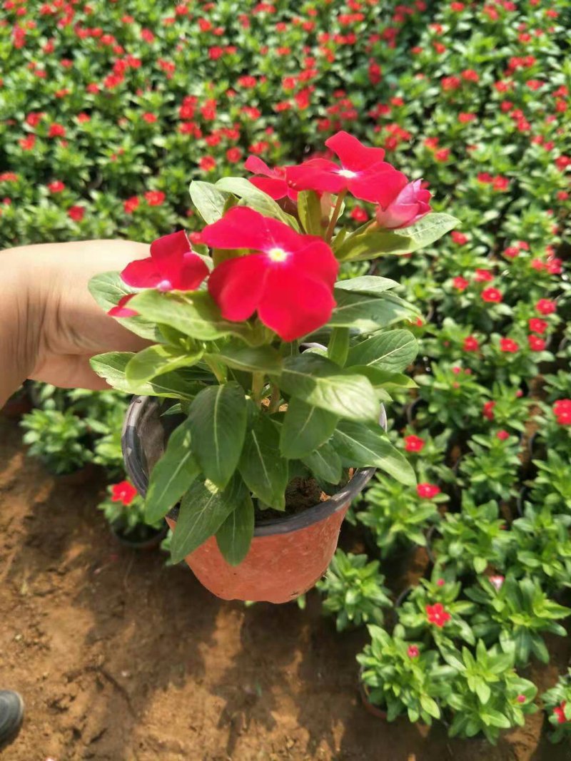 各种规格草花，小杯苗，道路绿化带使用