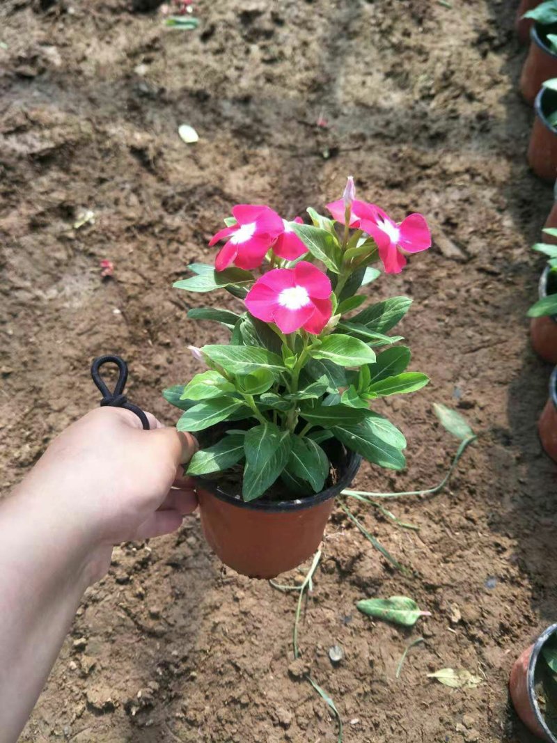 各种规格草花，小杯苗，道路绿化带使用