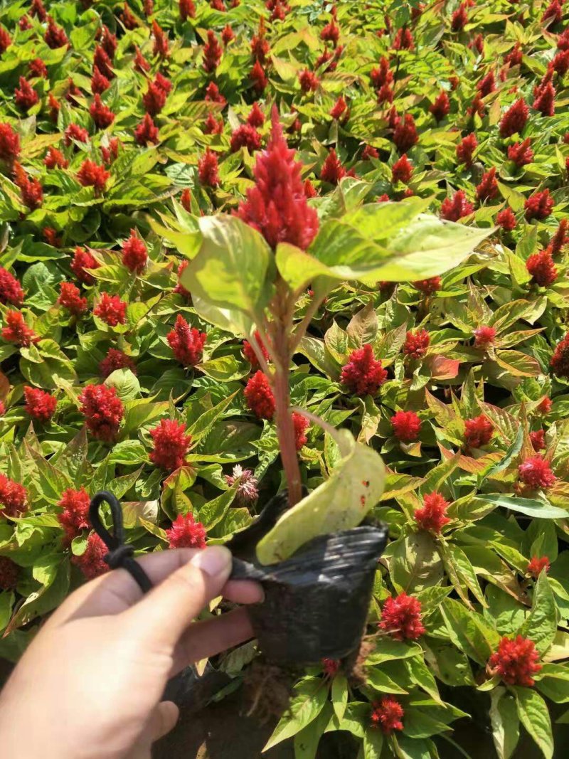 各种规格草花，小杯苗，道路绿化带使用