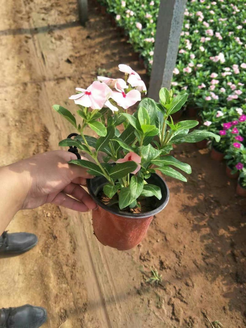 各种规格草花，小杯苗，道路绿化带使用