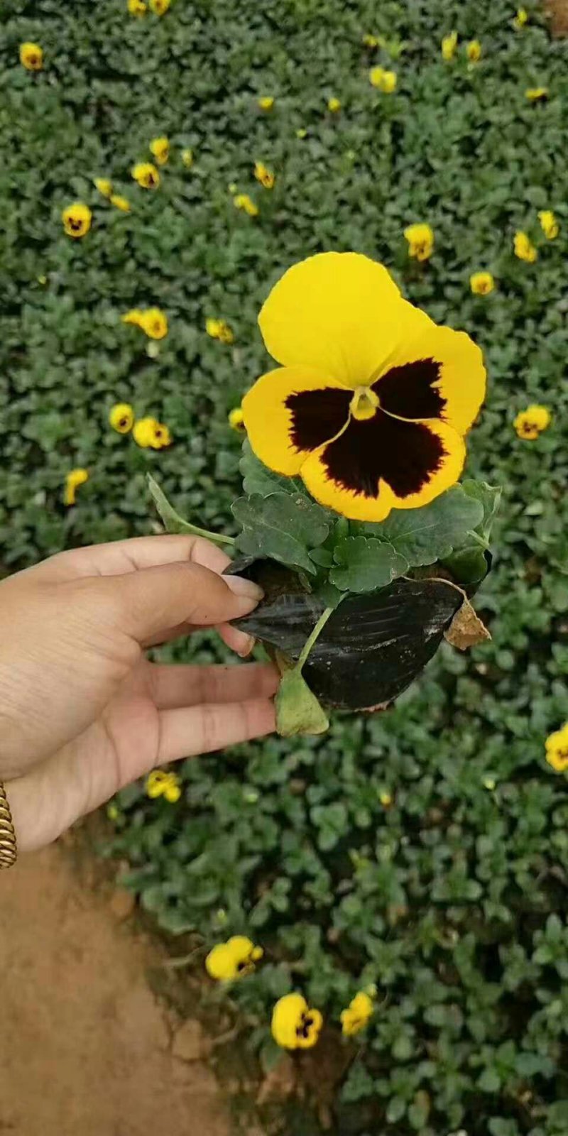 各种规格草花，小杯苗，道路绿化带使用