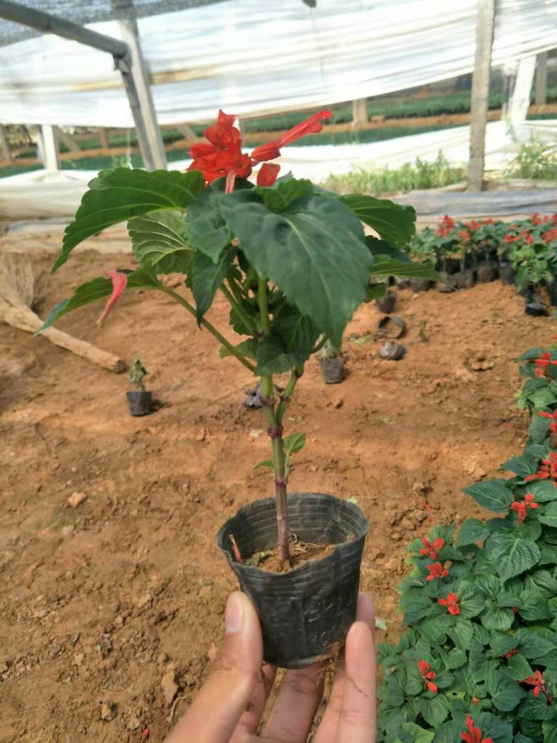 各种规格草花，小杯苗，道路绿化带使用