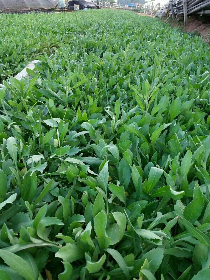 天人菊，基地直销，常年供应常年供应各种绿化