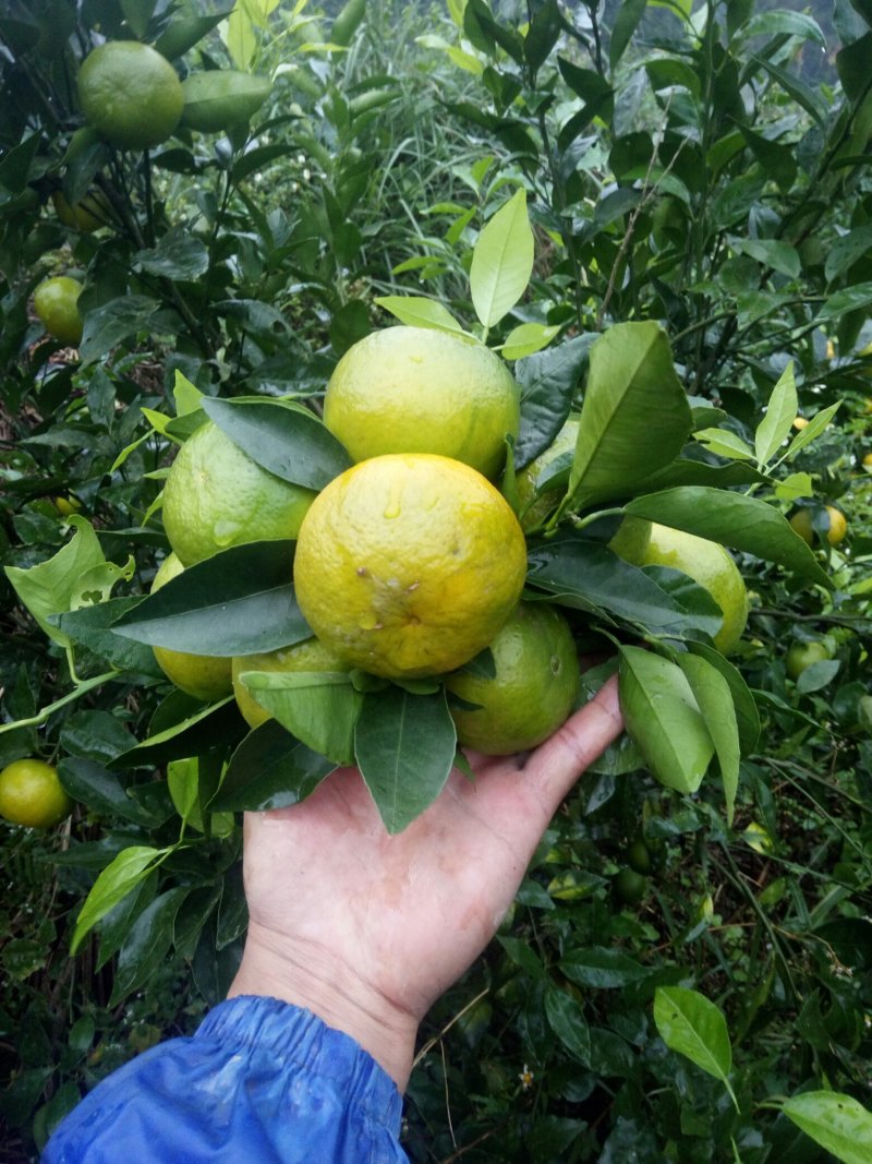 沃柑预售