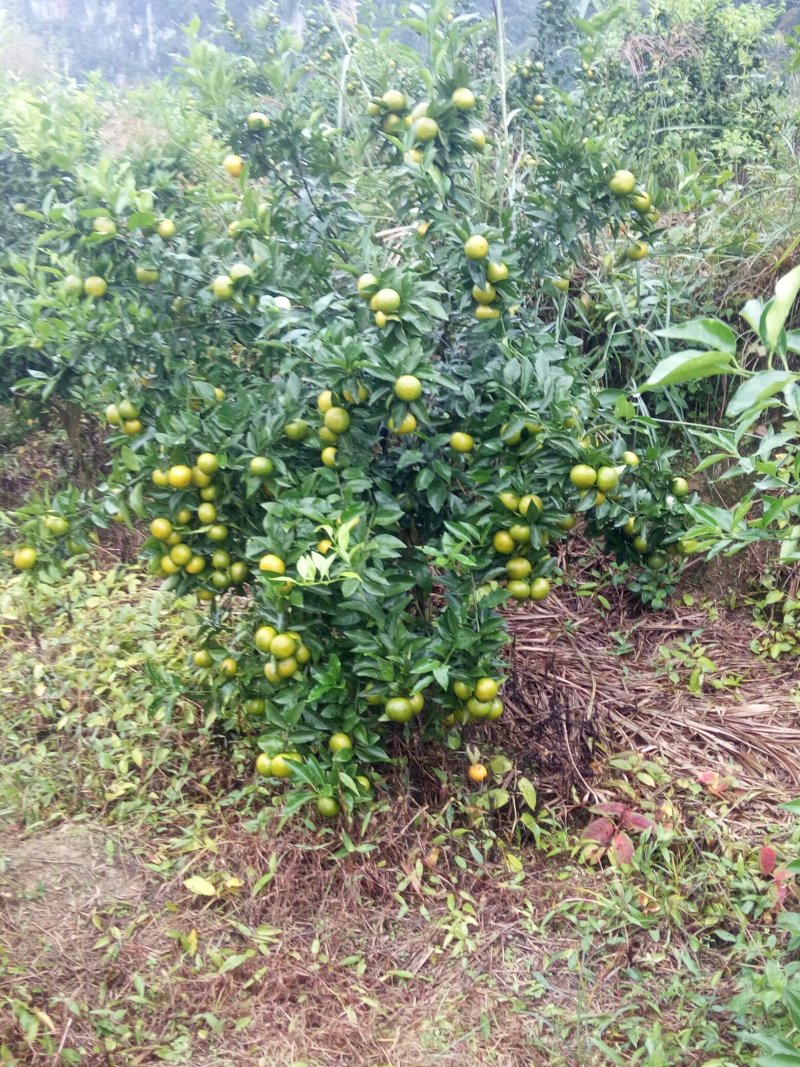 沃柑预售