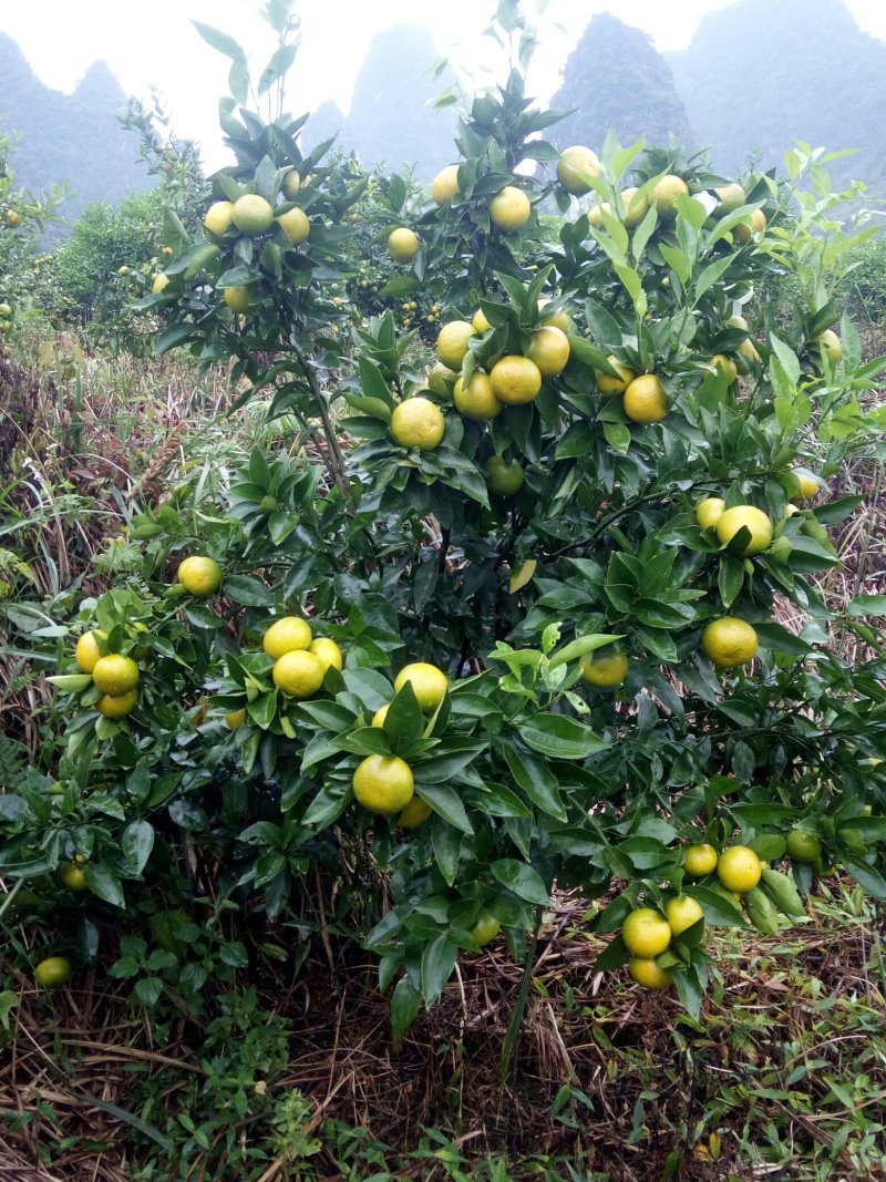 沃柑预售